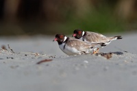 Kulik cernohlavy - Thinornis cucullatus - Hooded Plover o4880